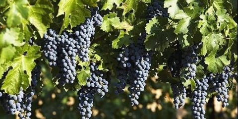 Cabernet sauvignon od grožđa